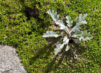 Genepì 766 0 094 Genepì